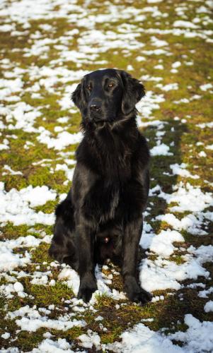 Hugo a Sett pózují na sněhu