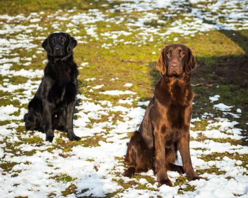 Hugo a Sett pózují na sněhu