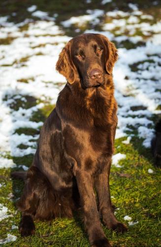 Hugo a Sett pózují na sněhu