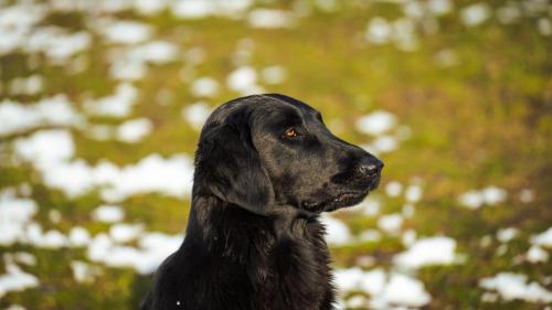 Hugo a Sett pózují na sněhu