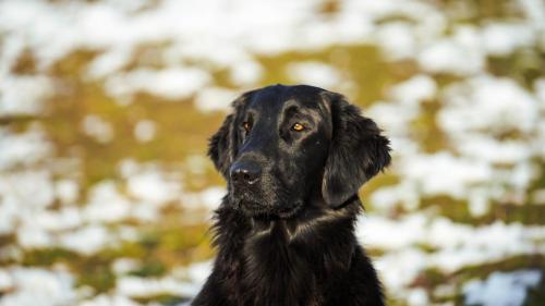 Hugo a Sett pózují na sněhu