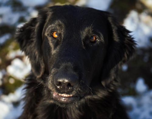 Hugo a Sett pózují na sněhu