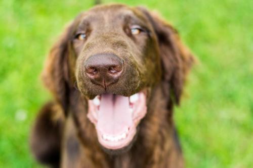 Momentky Huga a Settíka z léta