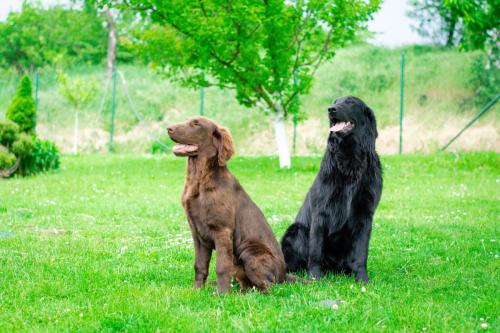 Momentky Huga a Settíka z léta
