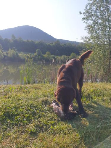 Hugo a Sett na lovu se svou oblíbenou hračkou