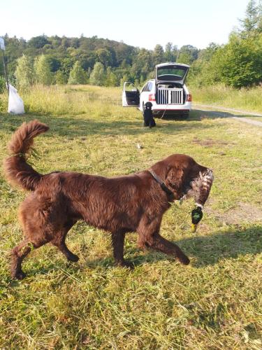 Hugo a Sett na lovu se svou oblíbenou hračkou