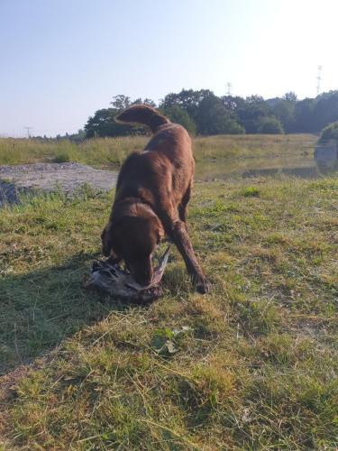 Hugo a Sett na lovu se svou oblíbenou hračkou