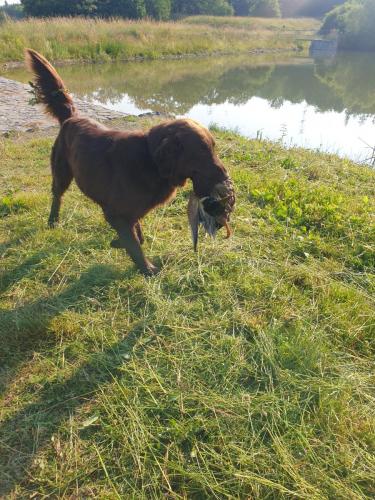 Hugo a Sett na lovu se svou oblíbenou hračkou