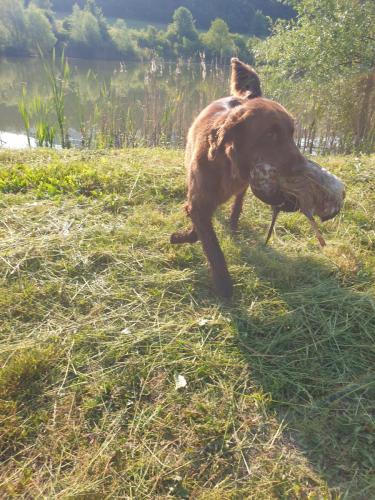 Hugo a Sett na lovu se svou oblíbenou hračkou