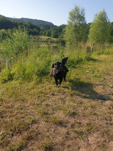 Hugo a Sett na lovu se svou oblíbenou hračkou