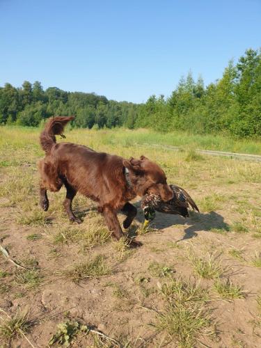 Hugo a Sett na lovu se svou oblíbenou hračkou