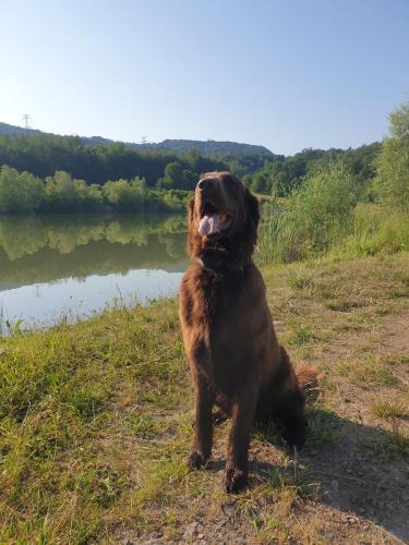 Hugo a Sett na lovu se svou oblíbenou hračkou