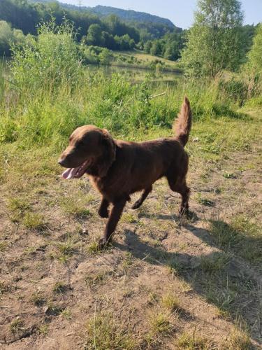 Hugo a Sett na lovu se svou oblíbenou hračkou