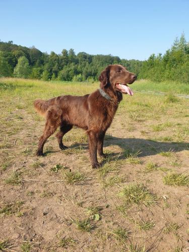 Hugo a Sett na lovu se svou oblíbenou hračkou
