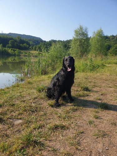 Hugo a Sett na lovu se svou oblíbenou hračkou