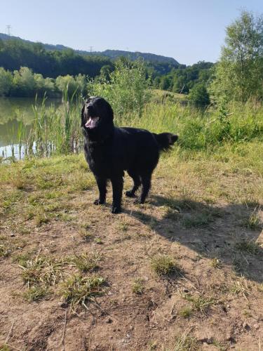 Hugo a Sett na lovu se svou oblíbenou hračkou