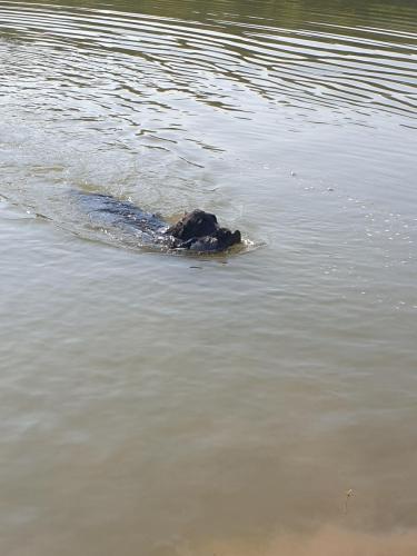Hugo a Sett na lovu se svou oblíbenou hračkou