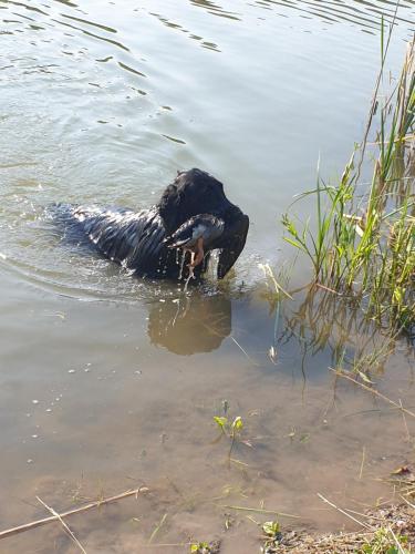 Hugo a Sett na lovu se svou oblíbenou hračkou