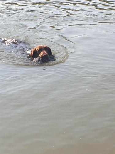 Hugo a Sett na lovu se svou oblíbenou hračkou