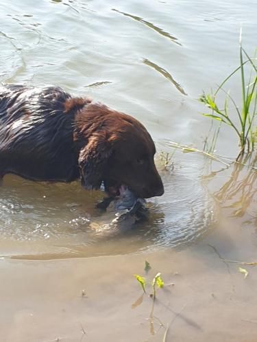 Hugo a Sett na lovu se svou oblíbenou hračkou