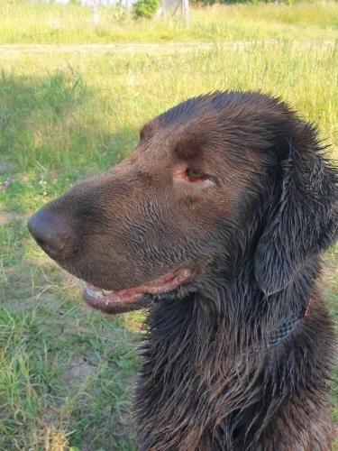 Hugo a Sett na lovu se svou oblíbenou hračkou