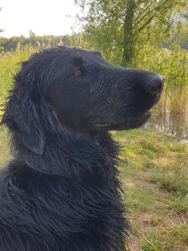 Hugo a Sett na lovu se svou oblíbenou hračkou